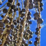 Synerplex Acai